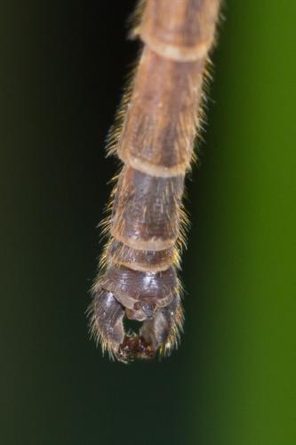 Réf. 242 547 : Pedicia littoralis